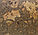Португальская замковая напольная пробка CORKART CM3-333v-NN Montesinho Natural z609, фото 4