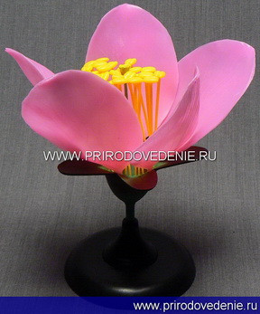 Модель "Цветок персика" - фото 1 - id-p115779948