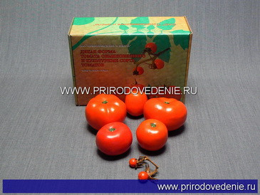 Дикая форма и культурные сорта томатов - фото 1 - id-p115779936