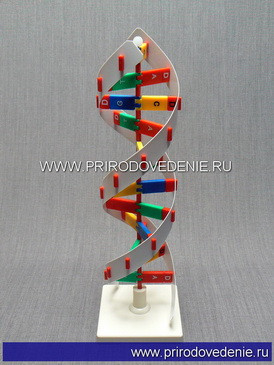 Модель "Структура ДНК" - фото 1 - id-p115779960