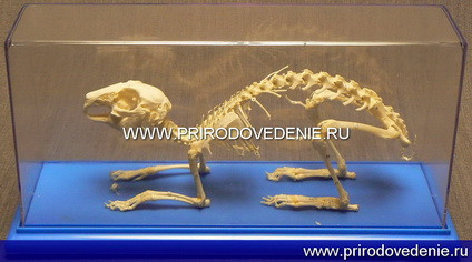 Скелет кролика - фото 1 - id-p115779988