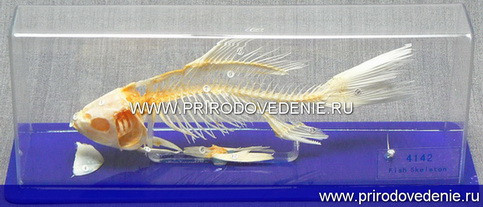 Скелет рыбы - фото 1 - id-p115779992
