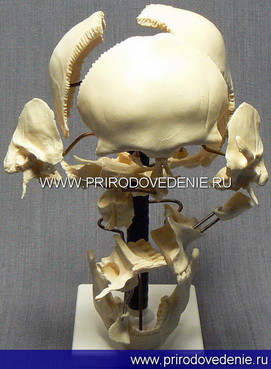 Модель "Кости черепа человека" смонтированные на одной подставке - фото 1 - id-p115779993