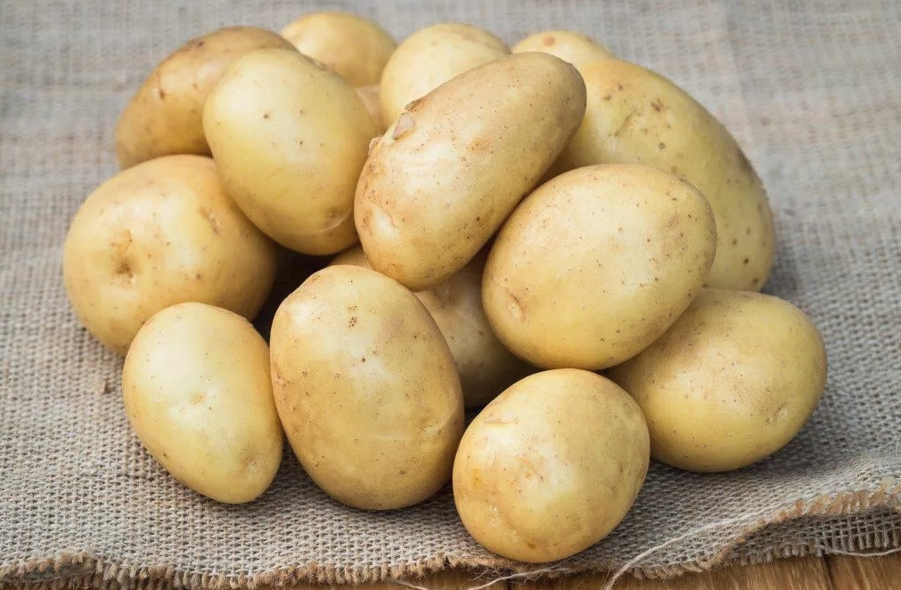Картофель семенной сорта Уладар