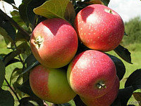 Саженцы летного сорта яблони Елена