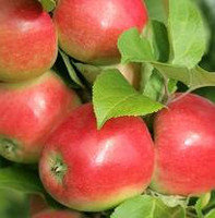 Саженцы летного сорта яблони Коваленковское