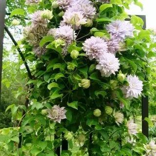Клематис «Belle of Woking» (Бель оф Вокинг)