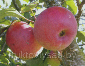 Яблоня Ауксис - фото 1 - id-p7002086