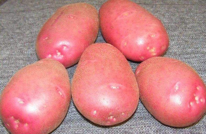 Картофель семенной Белла роса, Германия, фото 1