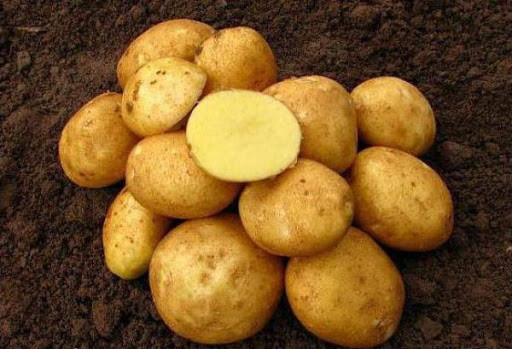 Картофель семенной сорта Винета, Германия - фото 2 - id-p117503243