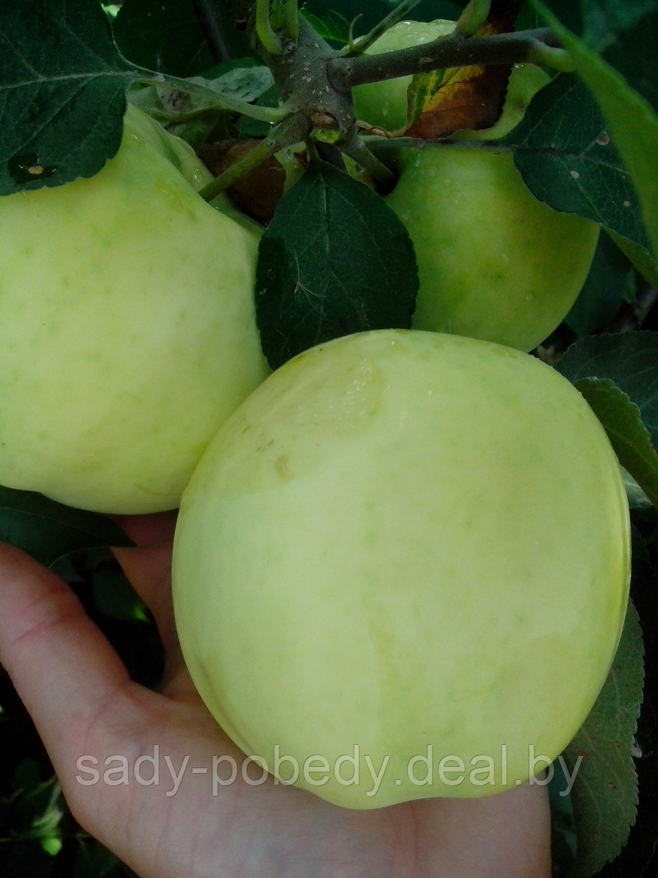 Саженцы яблони "Белый налив" - фото 5 - id-p2339444
