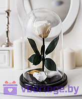 Роза в колбе 28 см, White Pearl Premium