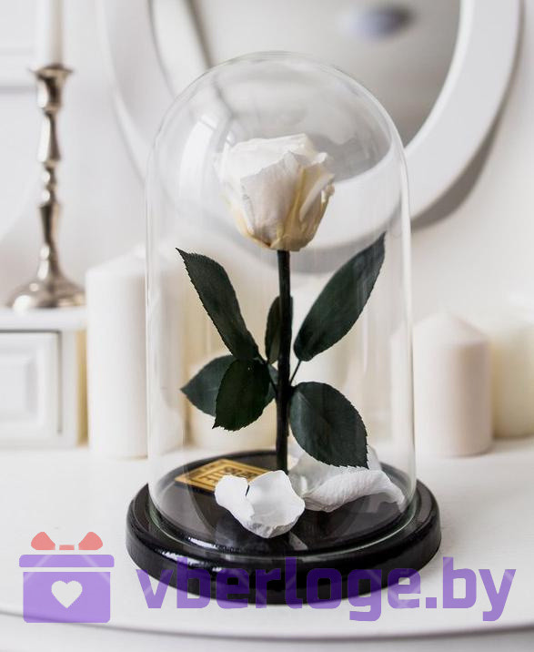 Роза в колбе 28 см, White Pearl Premium - фото 1 - id-p78141811