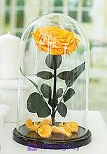 Желтая роза в колбе 32 см, Sunny Vip