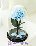 Гоубая роза в колбе 28 см, Baby Blue King, фото 4