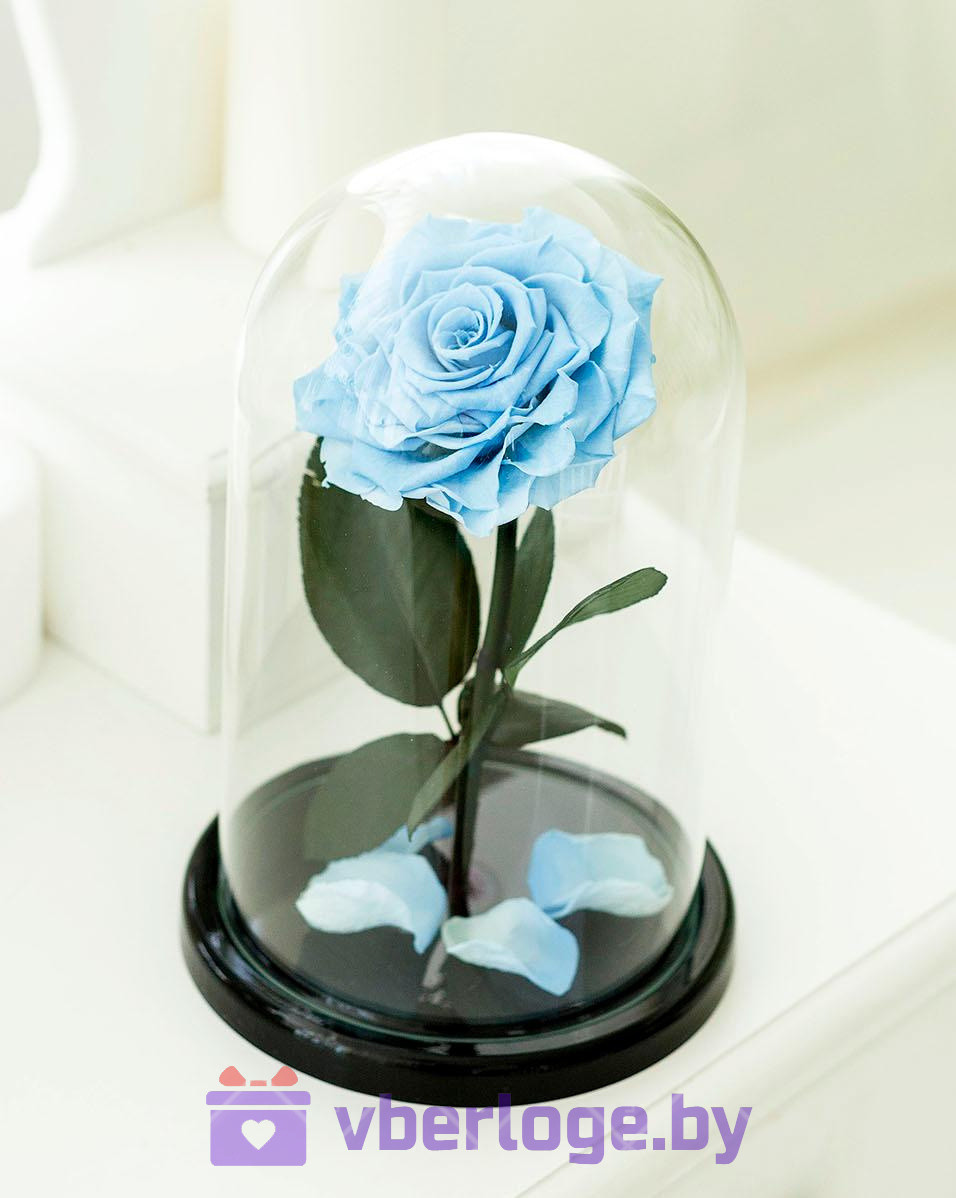 Гоубая роза в колбе 28 см, Baby Blue King - фото 1 - id-p78141842