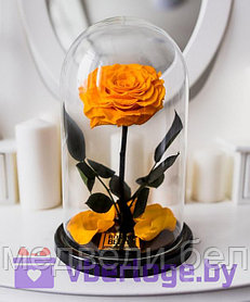 Оранжевая роза в колбе 28 см, Light Orange King