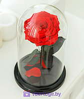 Красная роза в колбе 28 см, Romantic Red King