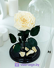 Роза в колбе цвета шампань 28 см, Shampan King
