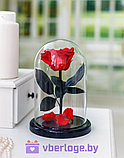 Красная роза в колбе 22 см, Romantic Red Mini, фото 4