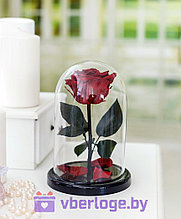 Бордовая роза в колбе 22 см, Romantic Red