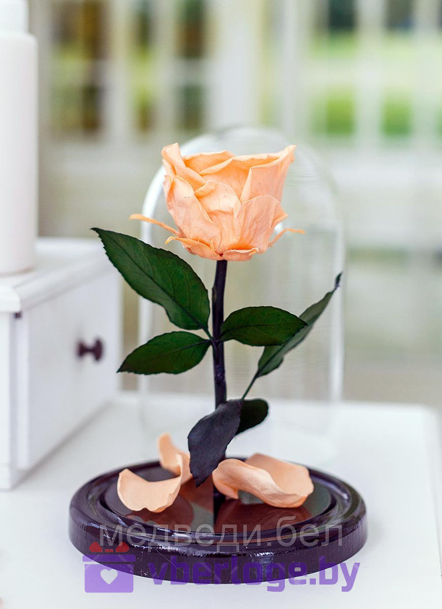 Персиковая роза в колбе 22 см, Peach Mini - фото 1 - id-p86725165
