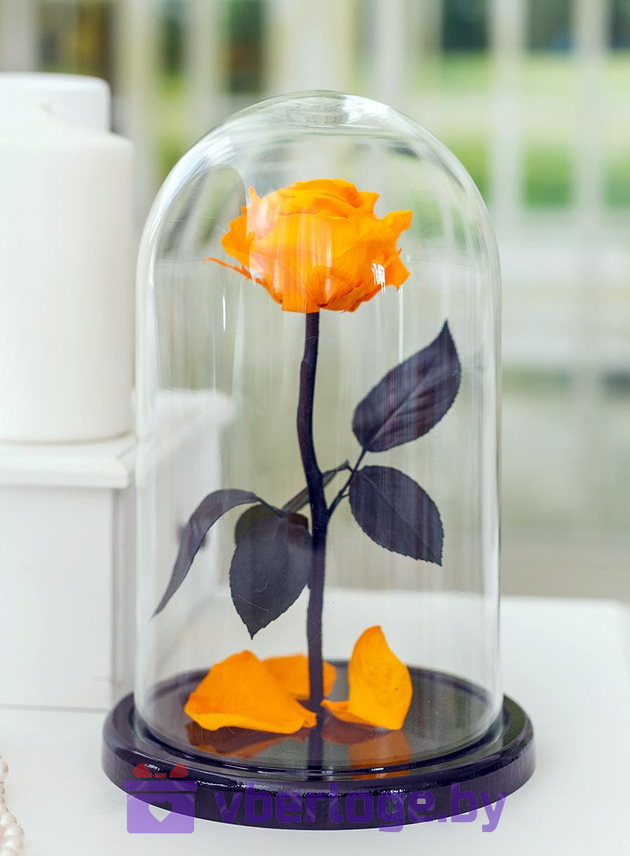 Роза в колбе 28 см, Light Orange Premium - фото 1 - id-p89542818