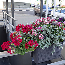 Микс растений для балконных ящиков