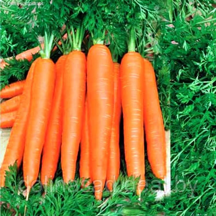 Гавриш Морковь Осенний Король