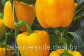 Семена перца сладкого Эспортано F1, в упаковке 1 000 шт. - фото 1 - id-p113525611