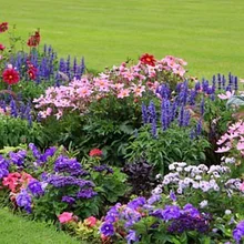 Семена цветов