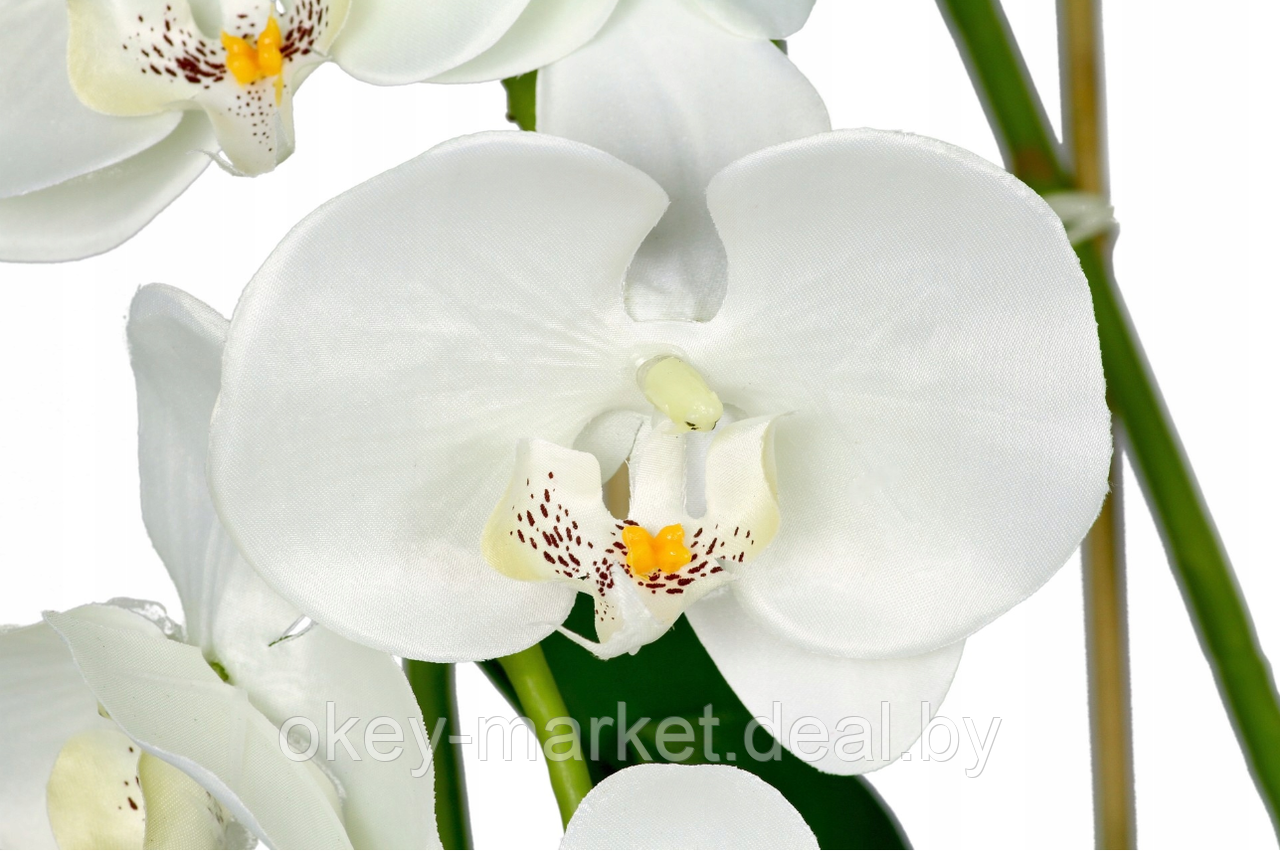 Цветочная композиция из орхидей в горшке B051 - фото 4 - id-p109455579