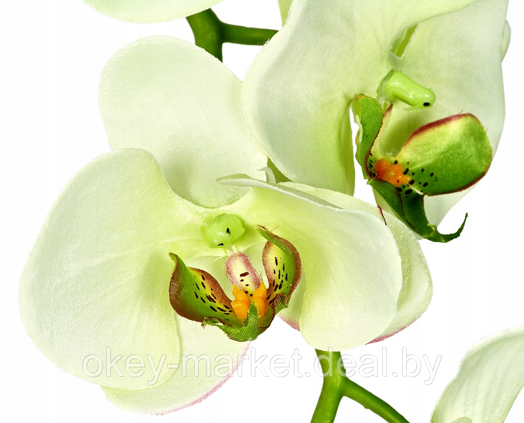 Цветочная композиция из орхидей в горшке E051, фото 2