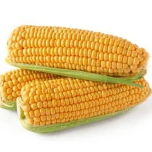 Семена кукурузы