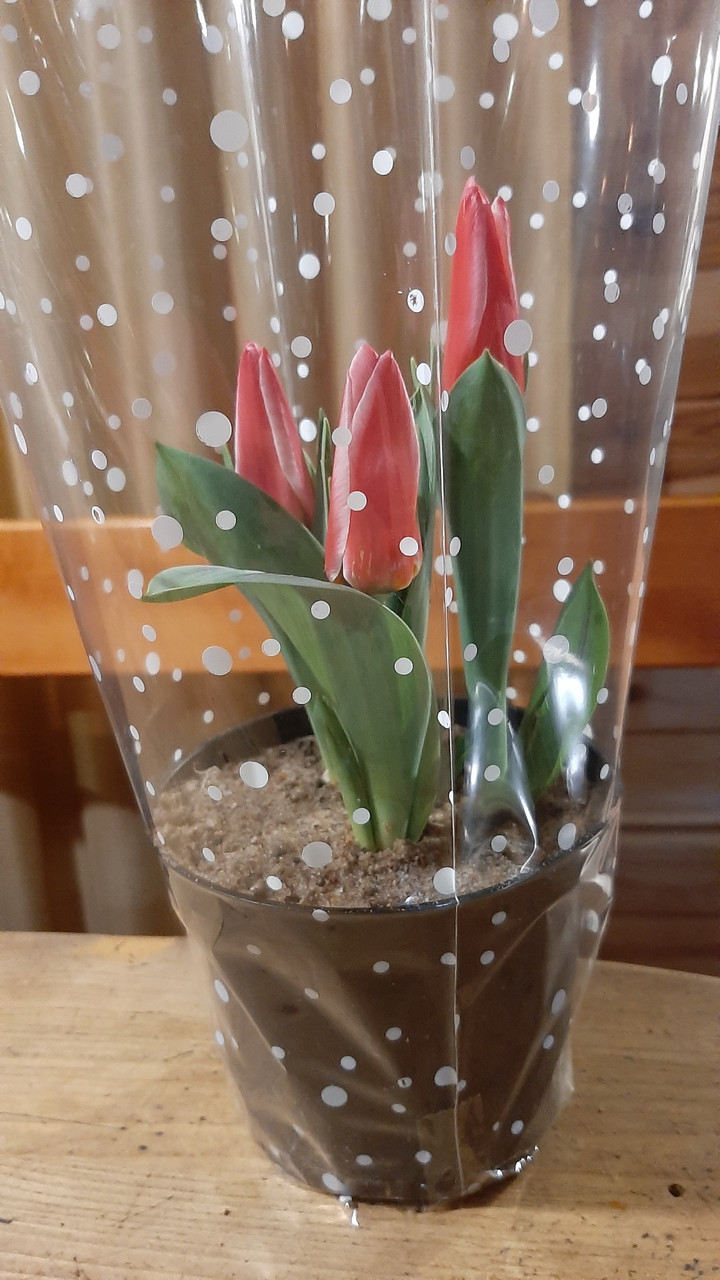 Тюльпаны в горшках - фото 1 - id-p69888273