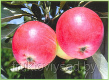 Саженцы летного сорта яблони Санрайз