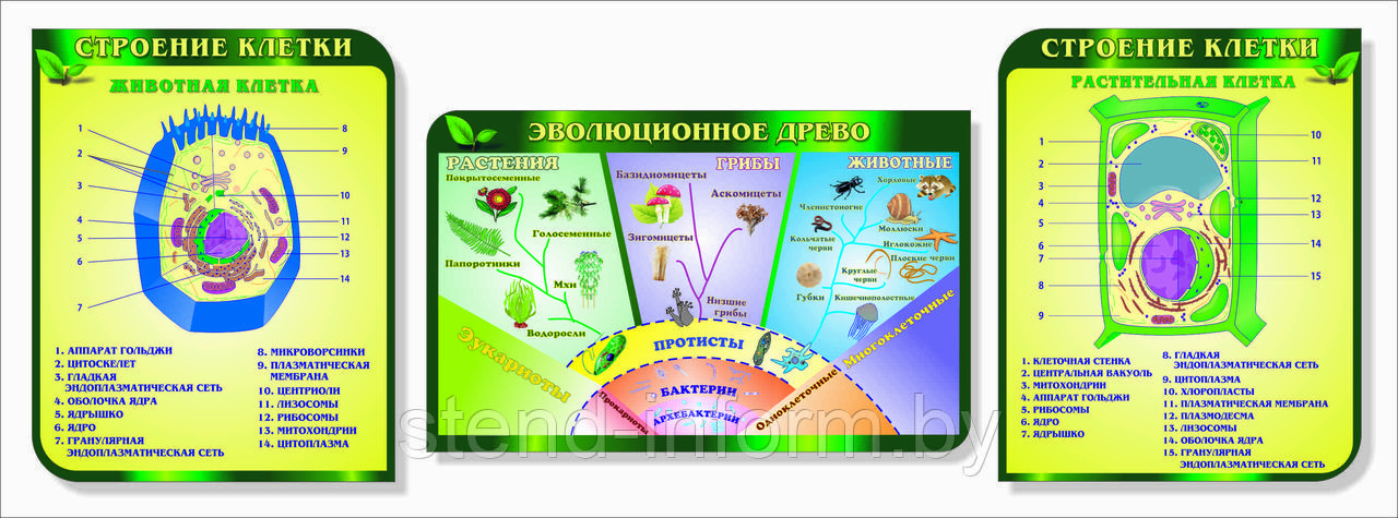 Стены в  кабинет Биологии "Строение клетки, эволюционное древо" фигурные в изумрудном цвете, р-р 260*100 см