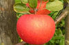 Саженцы осенного сорта яблони Лучезарное