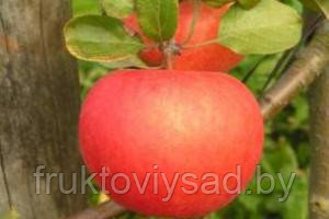 Саженцы осенного сорта яблони Лучезарное - фото 1 - id-p7290910