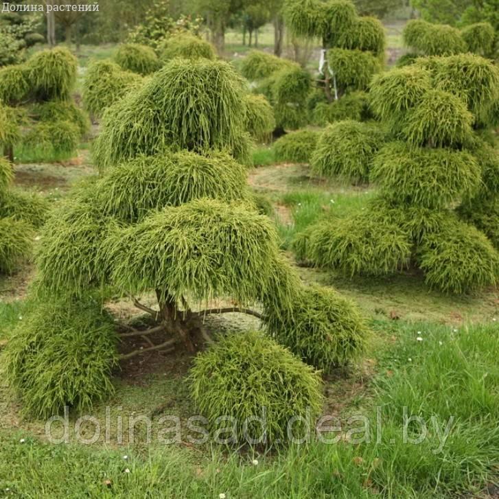 Belgium Plants Van. Кипарисовик Горохоплодный Филифера Нана - фото 1 - id-p115508488