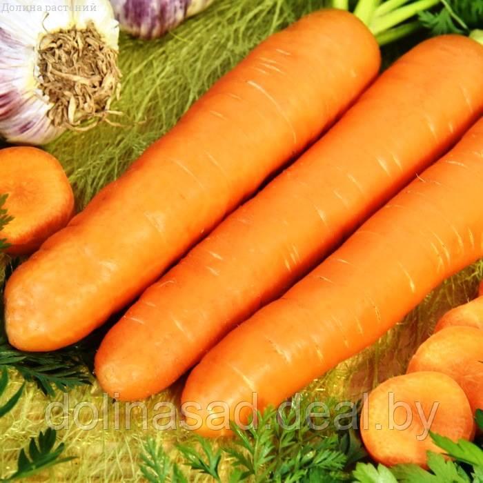 Гавриш Морковь Хрустишка-зайчишка
