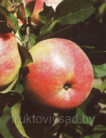 Саженцы осенного сорта яблони Теремок