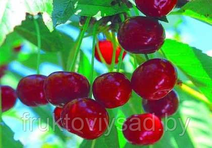 Саженцы вишни сорта живица - фото 1 - id-p7344053