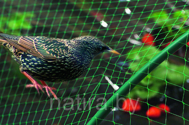 Сетка от птиц 2х10м, ячейка 6х6 - фото 1 - id-p119115041
