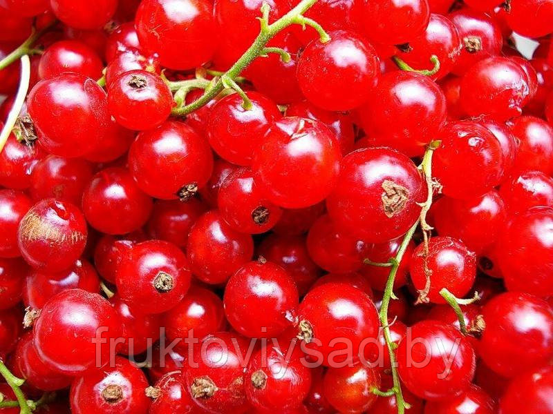 Саженцы сорта красной смородины Ненаглядная