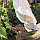 Саженцы сорта ремонтантной малины Геракл, фото 6