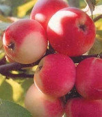 Саженцы сорта яблони Белорусское малиновое