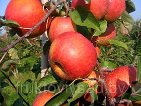 Саженцы сорта яблони Рубин