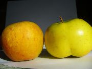Саженцы сорта яблони Заря Алатау - фото 1 - id-p7351481