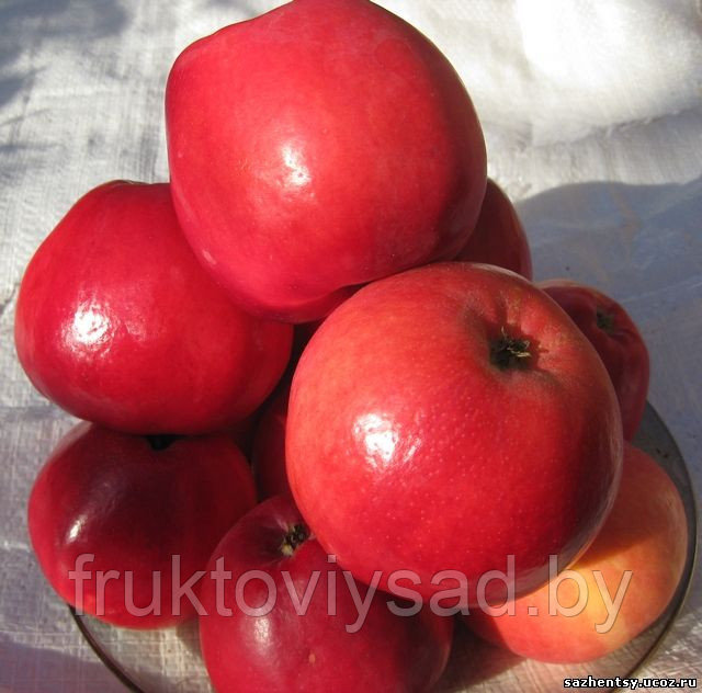 Саженцы сорта яблони Сябрына - фото 1 - id-p7351493
